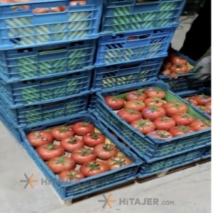 گوجه فرنگی بذر 4129 تهران