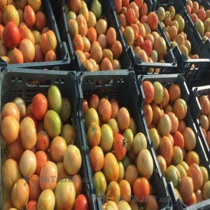 گوجه فرنگی بذر کارون فارس