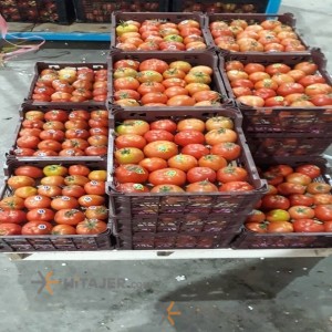 طماطم شیراز من البزور باسیمو