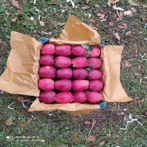 Urmia red apple