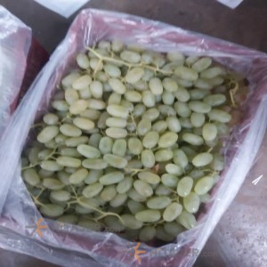 Shiraz Thampson Seedless Yellow Graoed