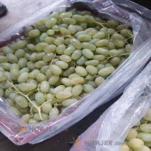 Shiraz Thampson Seedless Yellow Graoed