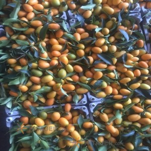 الفاکهة کالبرتقال المسماة بکامکفات ساری