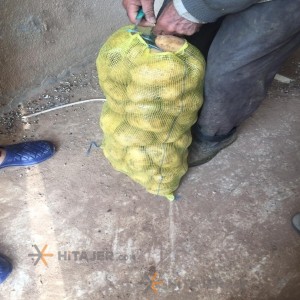 Ardabil Jelly Seed Potato