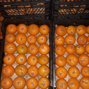 Hormozgan Tangerine