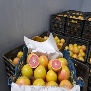 Jiroft grapefruit