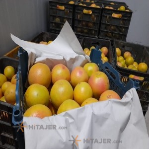 Jiroft grapefruit