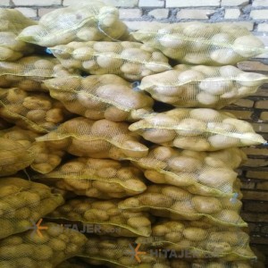 بطاطا بذر اسبریت همدان