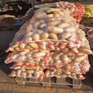 بطاطس إصبهان من البذور جلی