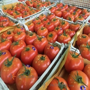 Sari Tomato Sakhiya Seed