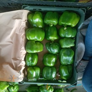 فلفل دلمه سبز دزفول