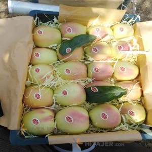 تفاح أصفر مهاباد