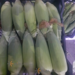 Dezful Corn Samira Seed