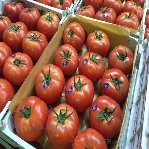 Sari Tomato Sakhiya Seed