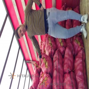 بطاطس همذان