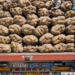 بطاطس همذان