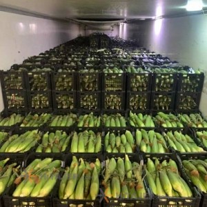 Dezful Corn Samira Seed