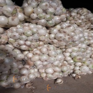 Azna White Onion