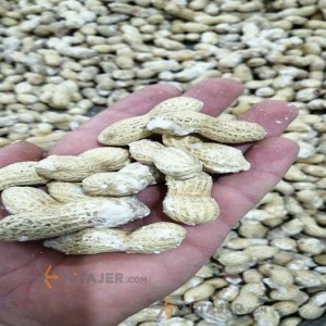 Ardabil Peanuts Ardabil Peanuts