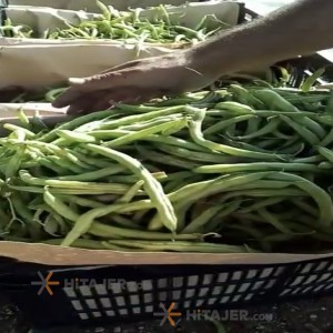 فاصولیا دزفول الأخضر