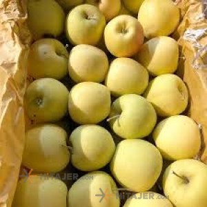 Maragheh Yellow Apple