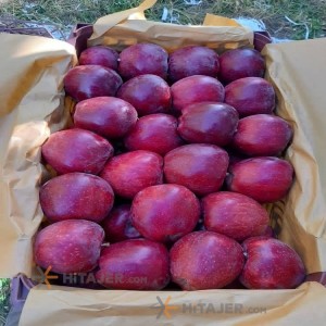 Salmas Red Apple