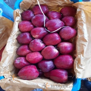 Salmas Red Apple