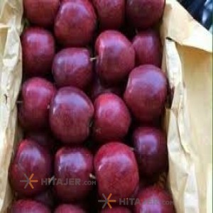 سیب قرمز مراغه