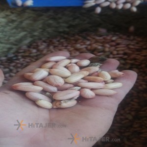 بادام زمینی اردبیل