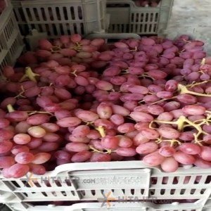 Orumiyeh Seedless Red Grapes