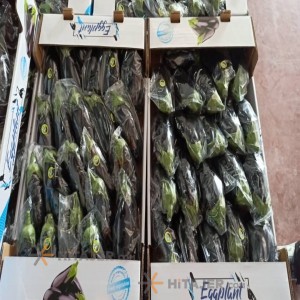 Lampi eggplant jiroft