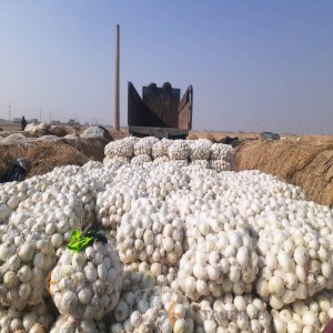 بصل إصبهان الأبیض