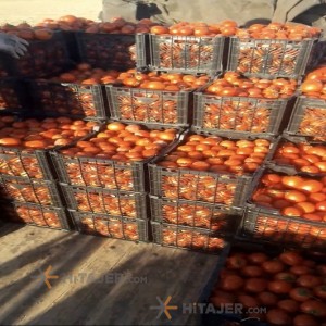 Bushehr Tomato Sakata Seed