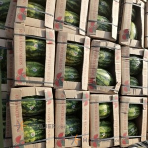 Jask Oval Watermelon Mikado Seed