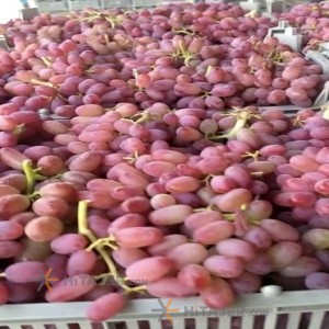 Red Seedless Grapes (Angoor Ghermez Bi Hasteh) - Yekta Persian Market &  Kabob Counter