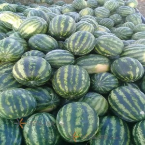 Jask Oval Watermelon Mikado Seed