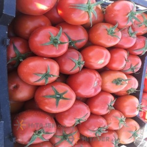 طماطم بوشهر من البزور نیکرسون