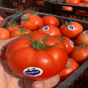 طماطم بوشهر من البزور نیکرسون