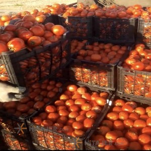 Bushehr Tomato Sakata Seed