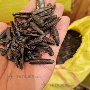 Tabriz Sword Sunflower Seed