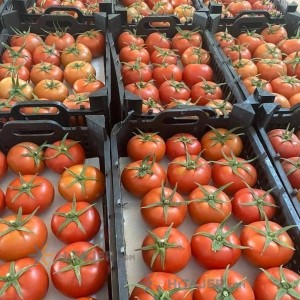 Bushehr Tomato seed 2149