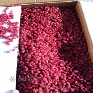 زرشک پفکی قائنات