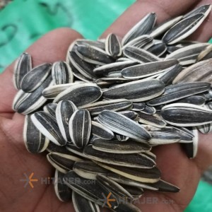 Tabriz Chinese Sunflower Seed