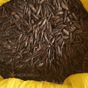 Tabriz Oily Sunflower Seed