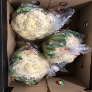 قرنبیط فارامین