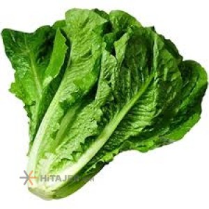 Romano lettuce