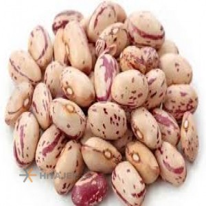Pinto Beans