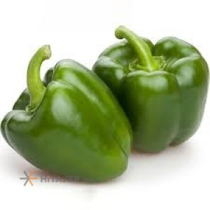 Dezful Green Bell pepper