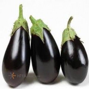 Rudan eggplant