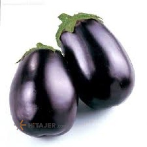 Isfahan greenhouse eggplant